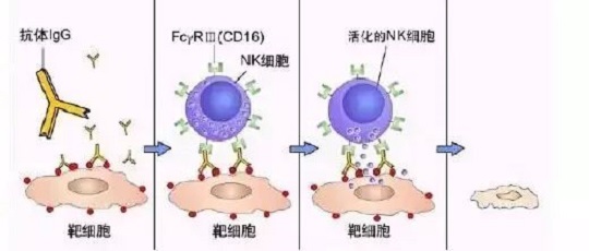 免疫細(xì)胞存儲(chǔ)